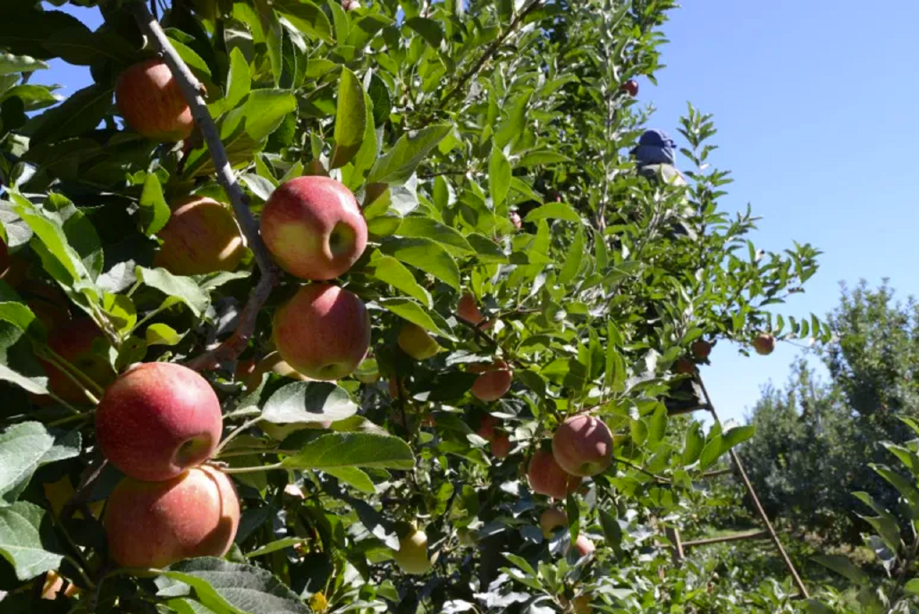 Fijaron salarios mínimos para el raleo frutícola en Río Negro y Neuquén. Foto: Alejandro Carnevale