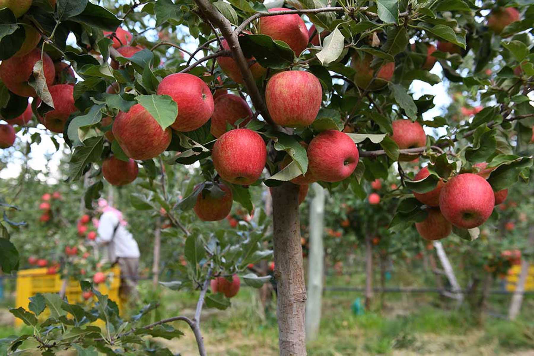 Producción de manzana en Río Negro. Archivo