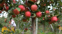 Imagen de Productores de Río Negro y Neuquén piden restringir el ingreso de manzana de Chile