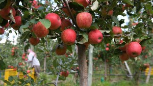 Productores de Río Negro y Neuquén piden restringir el ingreso de manzana de Chile