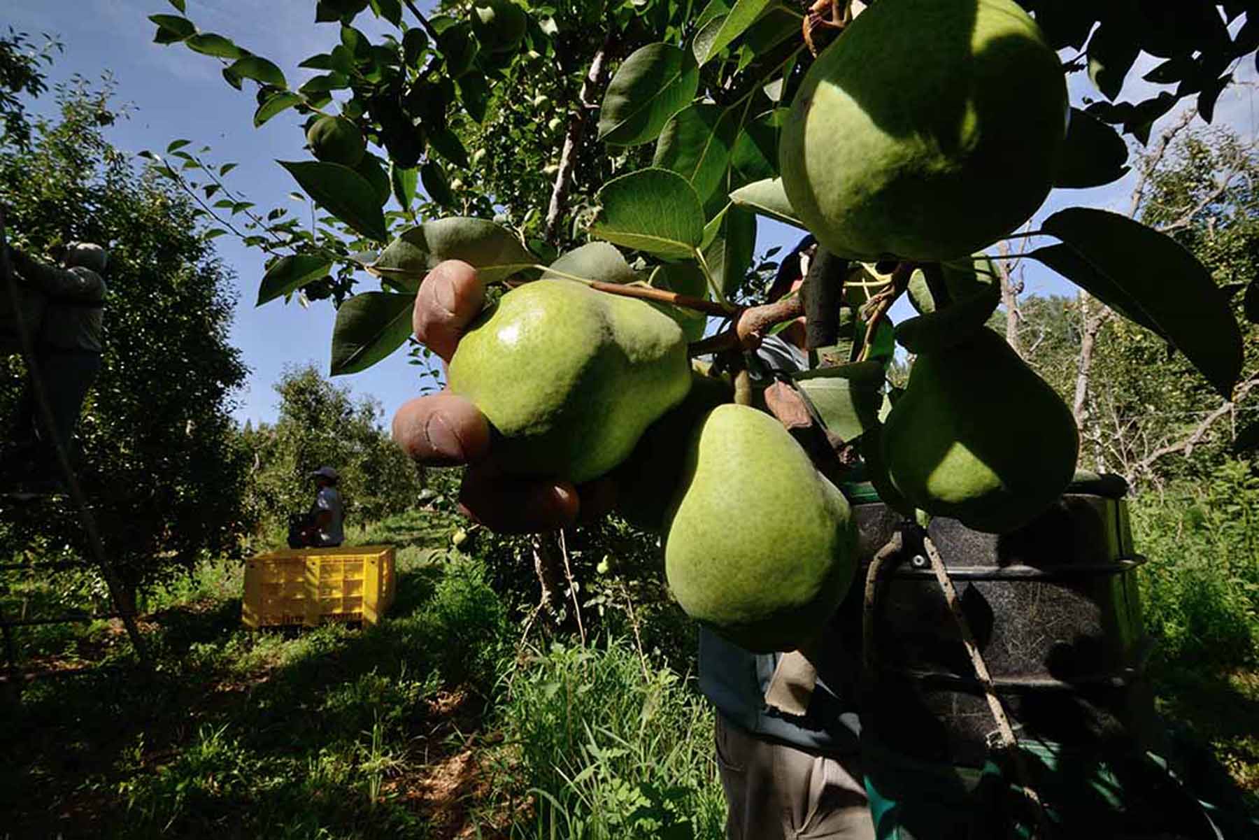 Fruticultura en Río Negro. Archivo