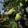 Imagen de Fruticultura en Río Negro: pedido de emergencia, crisis en los mercados y continuidad del sobrestock