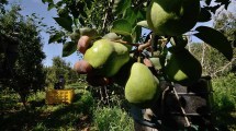 Imagen de Fruticultura en Río Negro: pedido de emergencia, crisis en los mercados y continuidad del sobrestock