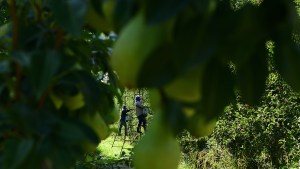 Aumentó el volumen de peras de Río Negro para industria, durante noviembre