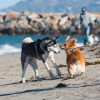 Imagen de Vacaciones con mascotas: cómo es la situación en Las Grutas y Playas Doradas para este verano 2025