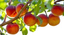 Imagen de Durazno: cómo sembrarlo desde un carozo y disfrutar de una planta con frutos frescos en casa