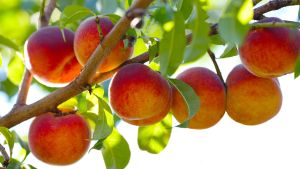 Durazno: cómo sembrarlo desde un carozo y disfrutar de una planta con frutos frescos en casa