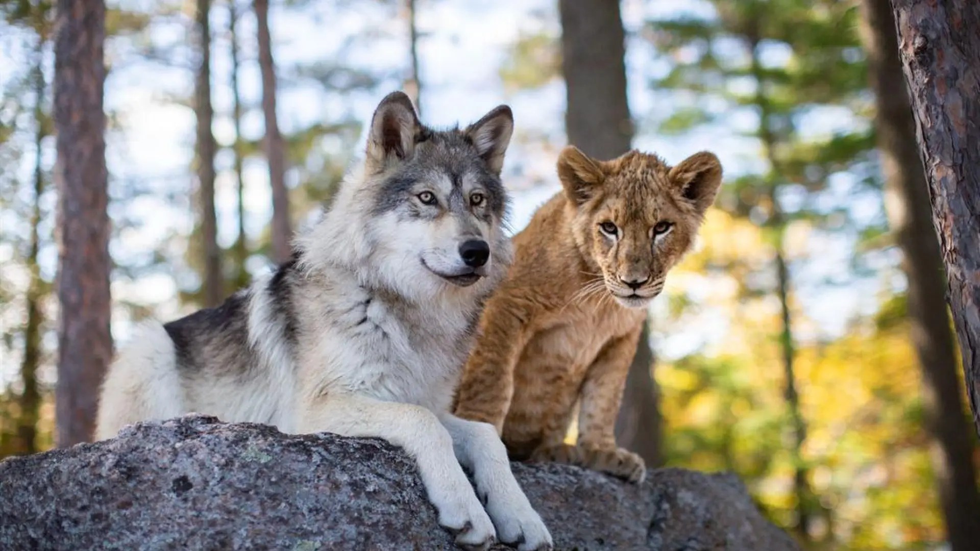 El Lobo y el Leon. 