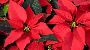 La planta de la navidad: es fácil de cuidar y tiene colores intensos todo el año