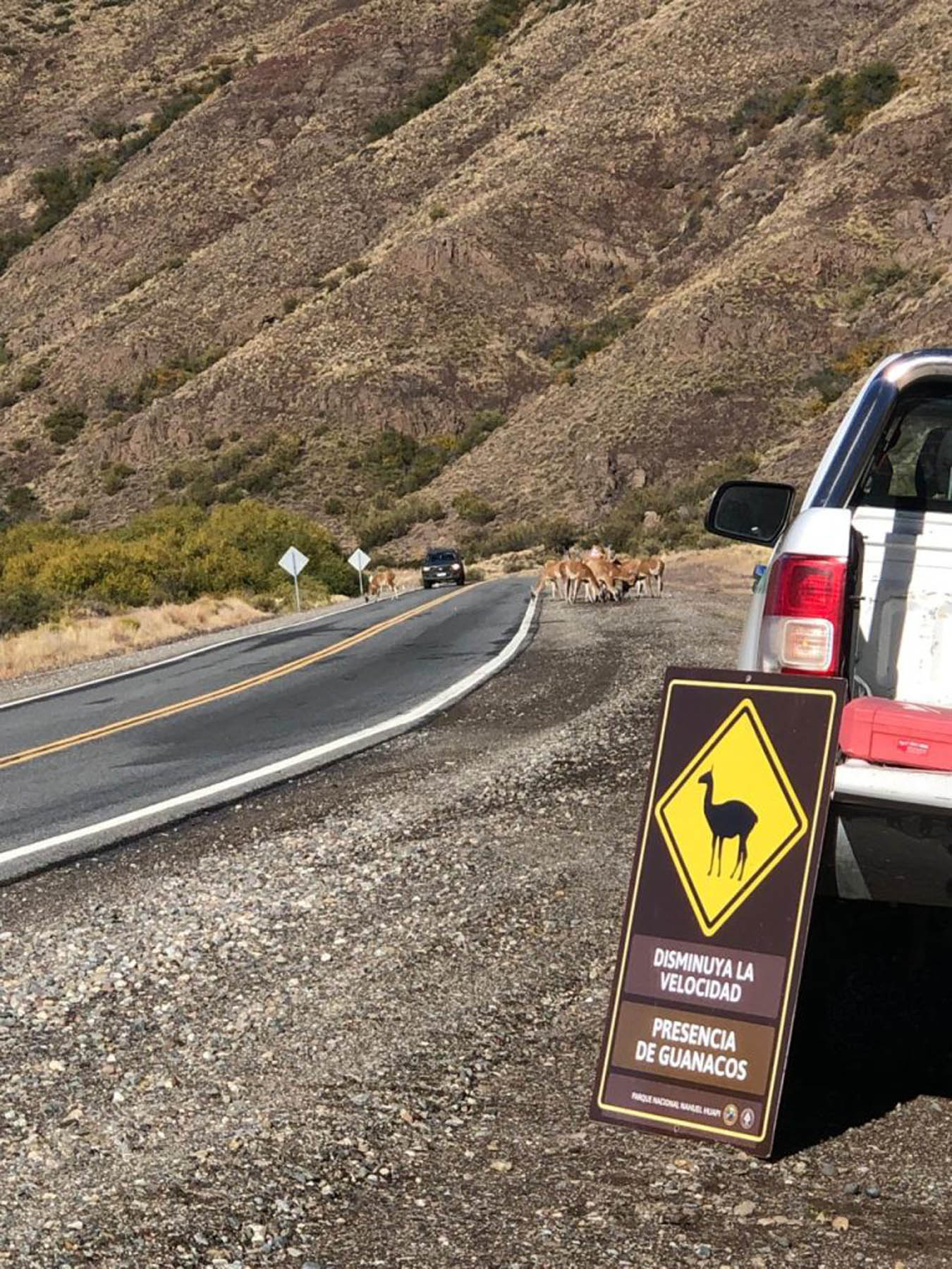 Desde el parque Nahuel Huapi alertan por presencia de guanacos en la Ruta 237.