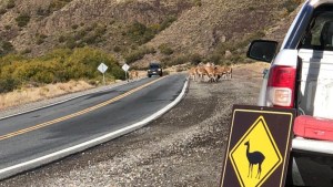 Precaución en Ruta 237 por presencia de guanacos en el parque Nahuel Huapi