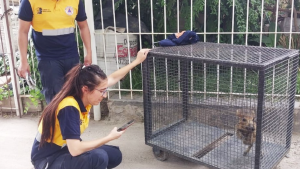 Video | Rescataron a un jabalí bebé en Cipolletti: estaba asustado en el patio de una casa