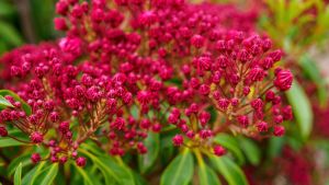 Laurel de jardín: cuáles son los riesgos de tener esta planta