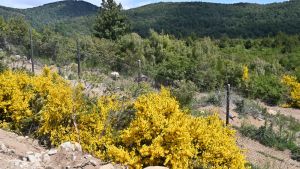 Un juez rechazó un amparo de ambientalistas para frenar un loteo en el cerro Otto de Bariloche