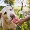 Imagen de Verano 2025: claves para reconocer el agotamiento de tu mascota y evitarle golpes de calor