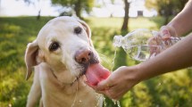 Imagen de Verano 2025: claves para reconocer el agotamiento de tu mascota y evitarle golpes de calor