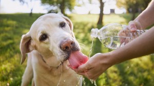 Verano 2025: claves para reconocer el agotamiento de tu mascota y evitarle golpes de calor