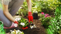 Imagen de Qué es la «Gardening Therapy» que practica Bárbara Lanata y que beneficios tiene