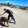 Imagen de Cómo trabajan los perros rastreadores que buscan al jubilado desaparecido en Bariloche