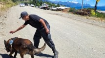 Imagen de Cómo trabajan los perros rastreadores que buscan al jubilado desaparecido en Bariloche