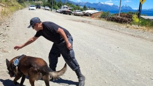 Cómo trabajan los perros rastreadores que buscan al jubilado desaparecido en Bariloche