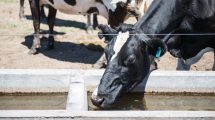 Imagen de Ola de calor: precauciones para evitar el estrés térmico en el ganado bovino