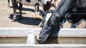 Ola de calor: precauciones para evitar el estrés térmico en el ganado bovino