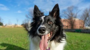 Por qué en verano los perros sacan más la lengua: qué significa