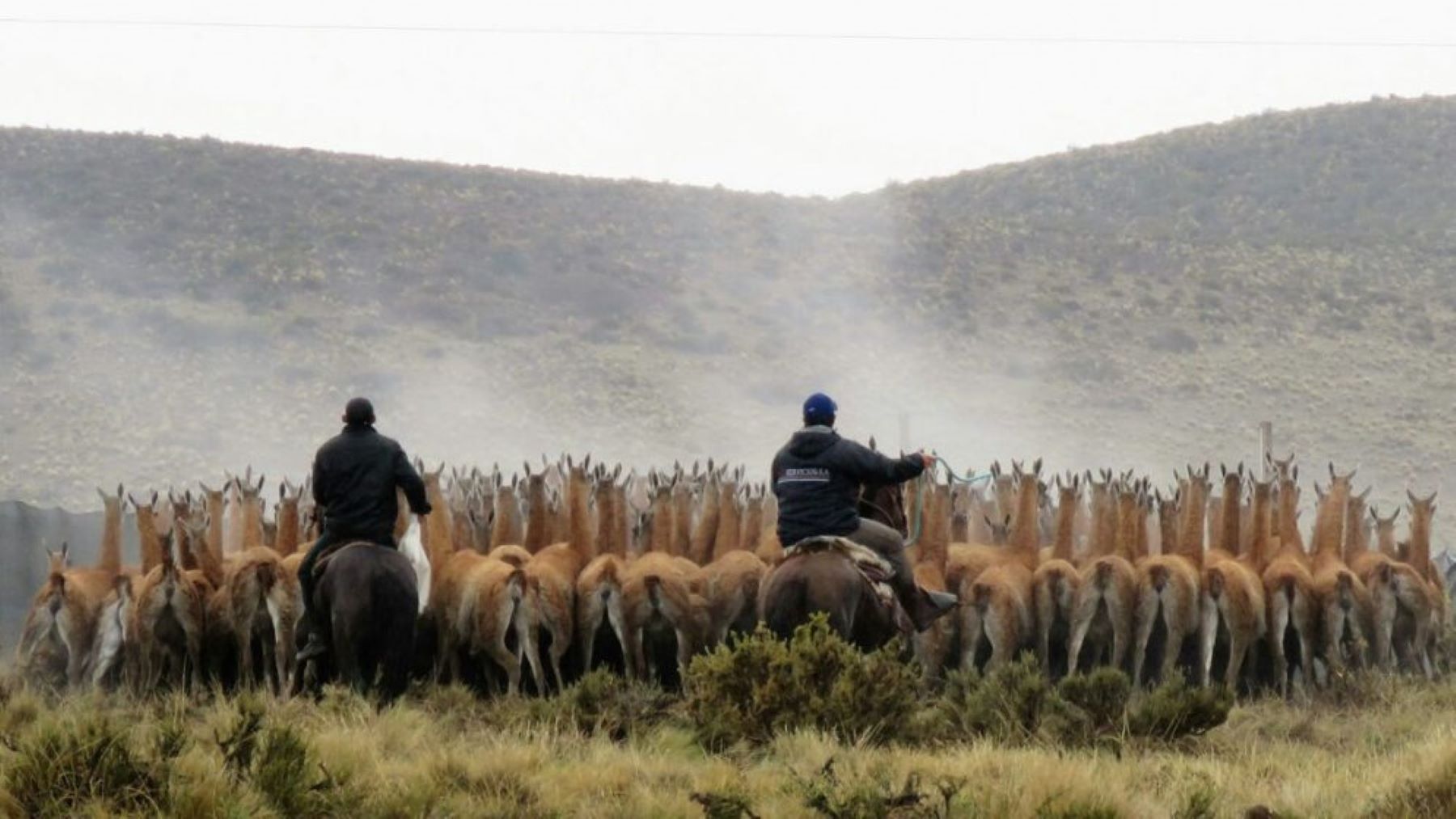 La actividad tiene como objetivo implementar el aprovechamiento sustentable de los guanacos. Foto: gentileza