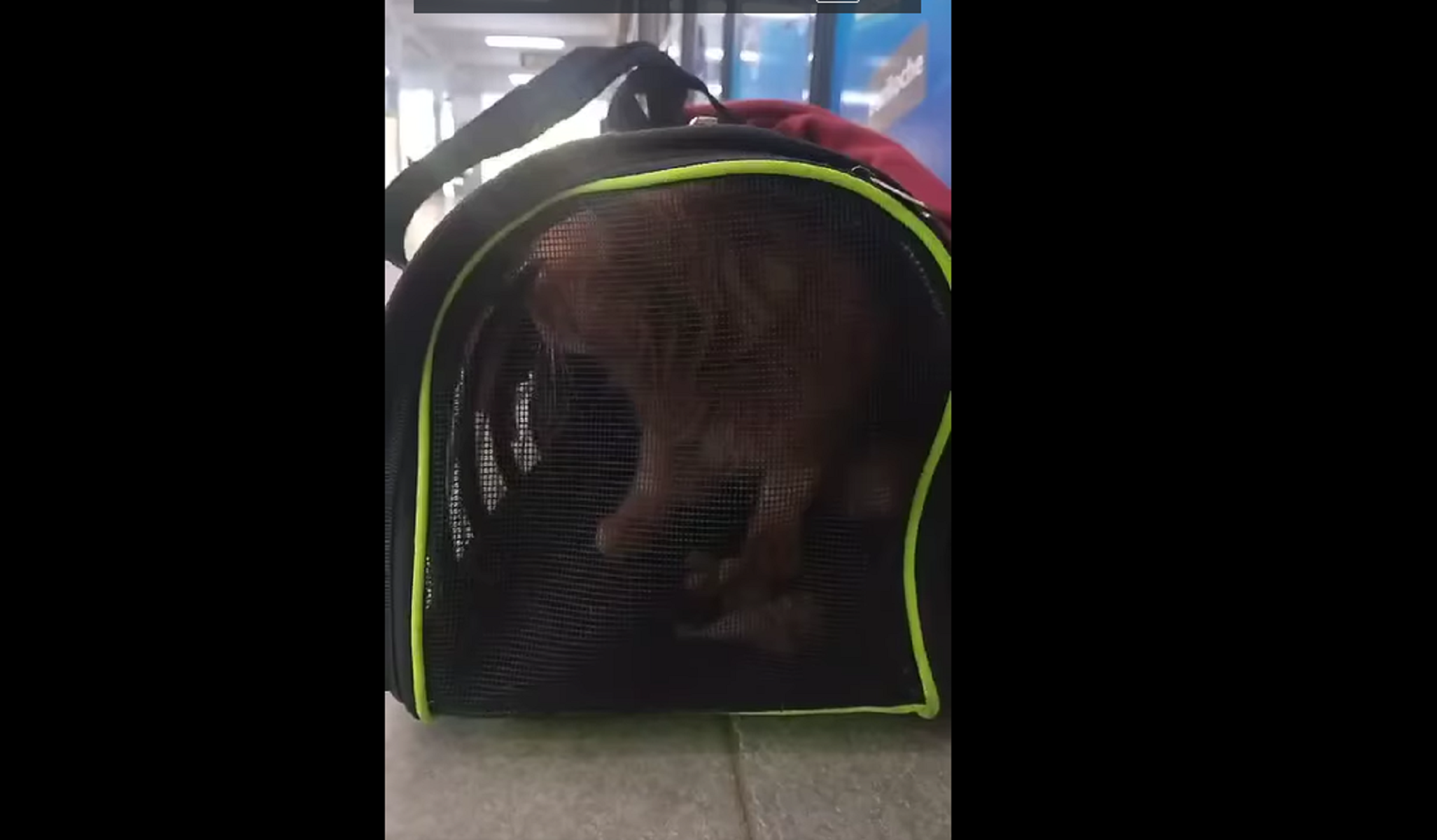 Abandonaron a un gato en la terminal de Roca. 