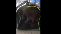 Imagen de Indignación por el abandono de un gato en la terminal de Roca: «Imperdonable»