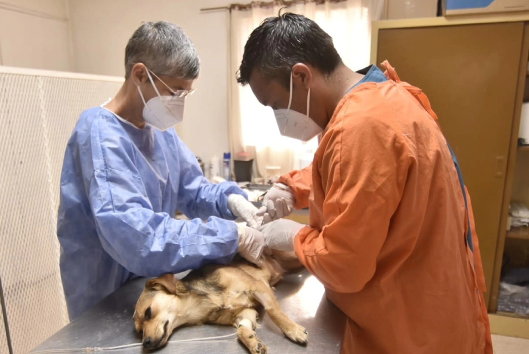 Las áreas de Zoonosis de las dos ciudades operan gratis.(Foto: gentileza)