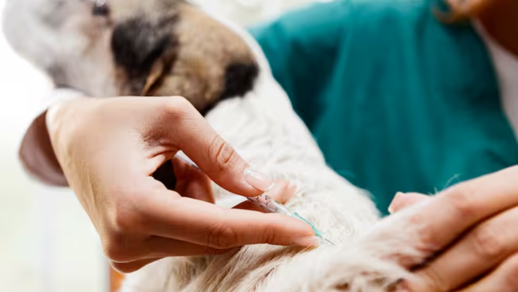 El Juzgado de Paz de Choele Choel condenó a una mujer por no pagar servicios veterinarios para su mascota. Foto Archivo.