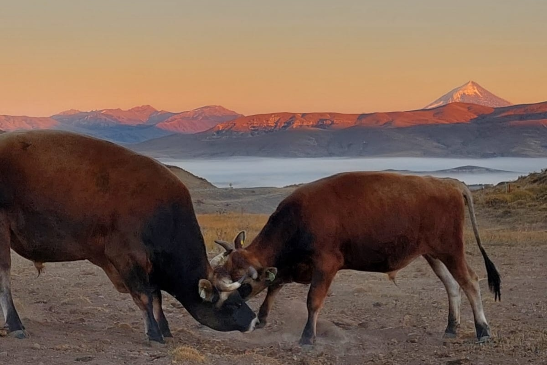 Las Vertientes es un campo a tranqueras abiertas en Junín de los Andes. Foto gentileza. 