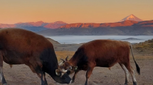 Imagen de Junín de los Andes: un campo de puertas abiertas que invita a los viajeros de la Ruta 40