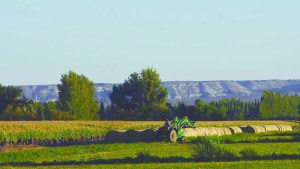 Fruticultura en Río Negro en 2025: menos hectáreas, más productividad y una creciente diversificación