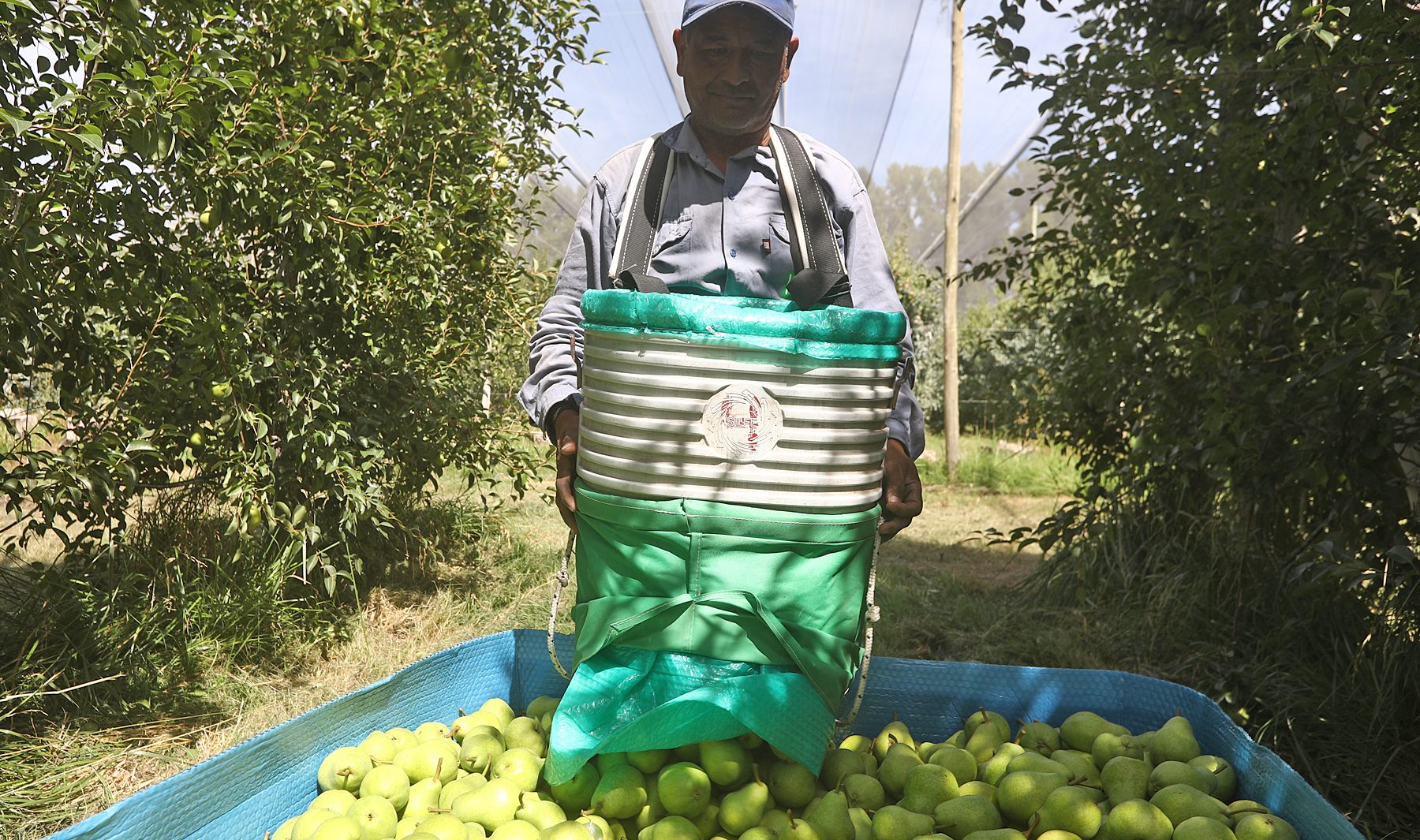 Weretilneck pidió al gobierno nacional medidas impositivas para dar alivio al sector frutícola. Foto: Juan Thomes.