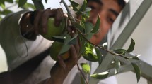 Imagen de Comenzó la cosecha de pera en Río Negro, en medio de un escenario complejo para los productores