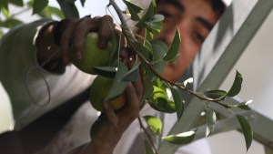 Comenzó la cosecha de pera en Río Negro, en medio de un escenario complejo para los productores