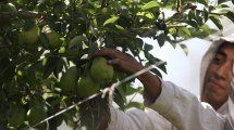 Imagen de Peras y manzanas de Río Negro: crecieron las exportaciones de la fruticultura en 2024