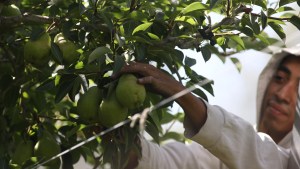 Peras y manzanas de Río Negro: crecieron las exportaciones de la fruticultura en 2024