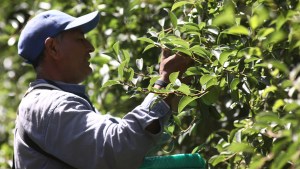 El cuello de botella de la fruticultura: rentabilidad solo en exportación y fruta del año pasado en frigoríficos