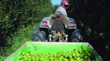 Imagen de Empezó la cosecha en Río Negro, pero todavía no hay sueldo definido para los trabajadores rurales