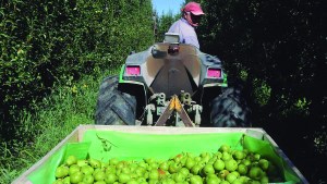 Empezó la cosecha en Río Negro, pero todavía no hay sueldo definido para los trabajadores rurales