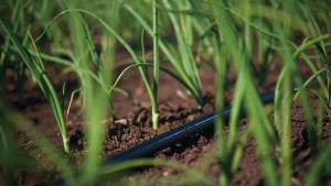 Mapa: dónde se desarrolla el cultivo que es boom en Río Negro