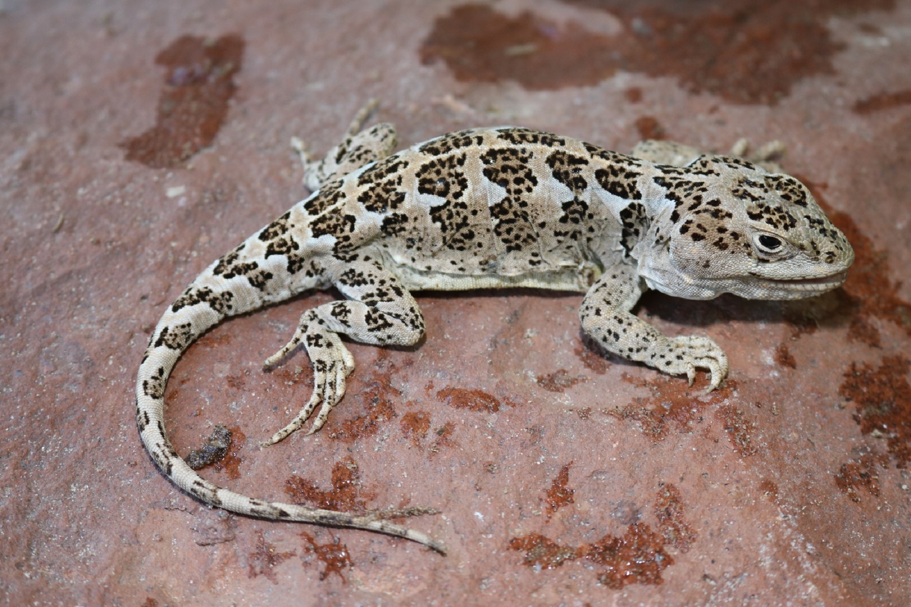 Descubren una nueva especie de lagartija: se llama Diplolaemus Vulcanus. Foto: Gentileza. 