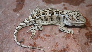 Descubren una nueva especie de lagartija que vive en campos volcánicos de Neuquén