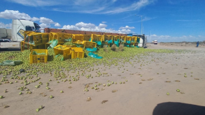 Un camión cargado de peras volcó en la rotonda de las rutas 8 y 51, cerca de El Chañar