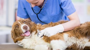 Vuelven las castraciones gratuitas para perros y gatos en Cipolletti: dónde y cuándo son