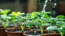 Imagen de Así hay que regar las plantas en verano para que se mantengan radiantes: los tips de un especialista